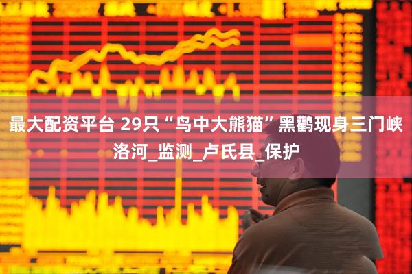 最大配资平台 29只“鸟中大熊猫”黑鹳现身三门峡洛河_监测_卢氏县_保护